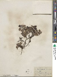 Arctostaphylos uva-ursi image