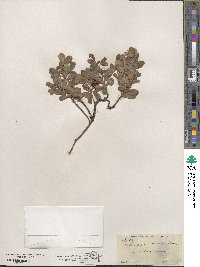 Arctostaphylos uva-ursi image