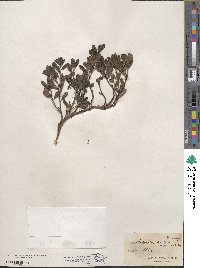 Arctostaphylos uva-ursi image