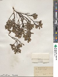 Arctostaphylos uva-ursi image