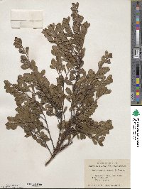 Arctostaphylos uva-ursi image