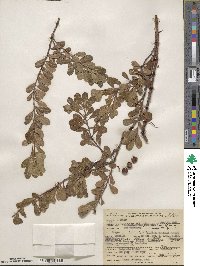 Arctostaphylos uva-ursi image