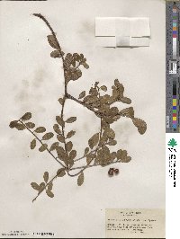 Arctostaphylos uva-ursi image