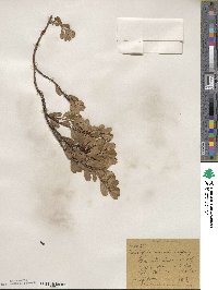 Arctostaphylos uva-ursi image