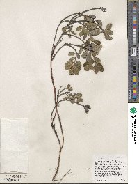 Arctostaphylos uva-ursi image