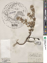 Arctostaphylos uva-ursi image