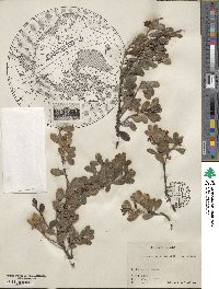 Arctostaphylos uva-ursi image