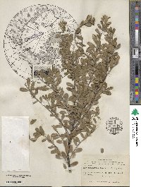 Arctostaphylos uva-ursi image