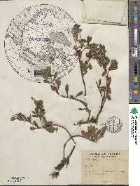 Arctostaphylos uva-ursi image