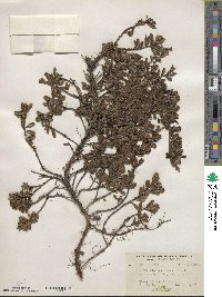 Arctostaphylos uva-ursi image