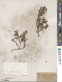 Arctostaphylos uva-ursi image