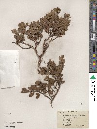 Arctostaphylos uva-ursi image