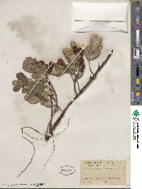 Arctostaphylos uva-ursi image