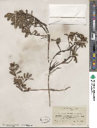 Arctostaphylos uva-ursi image