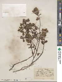 Arctostaphylos uva-ursi image