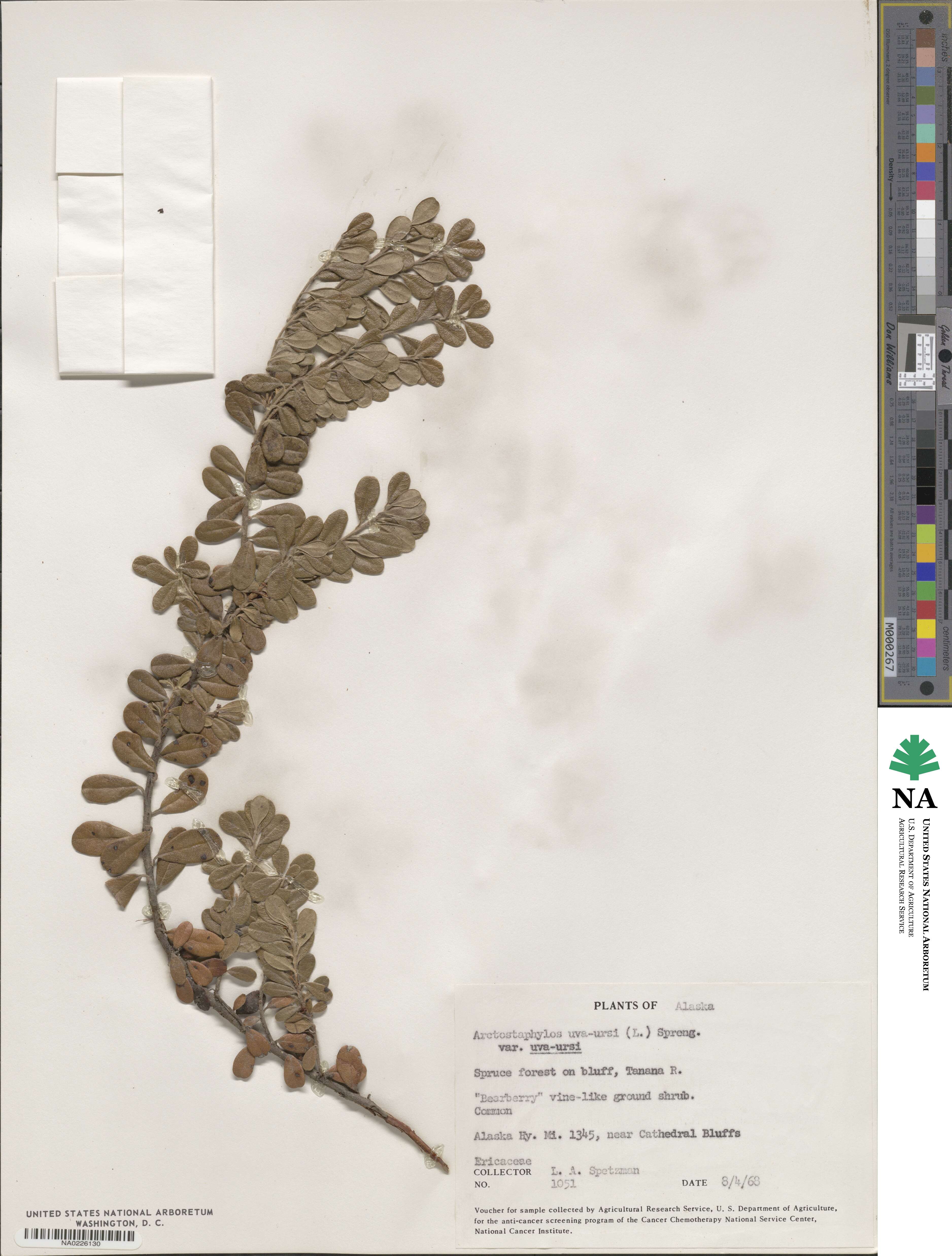 Arctostaphylos uva-ursi image