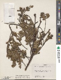 Arctostaphylos uva-ursi image