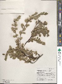 Arctostaphylos uva-ursi image