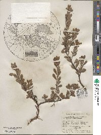 Arctostaphylos uva-ursi image