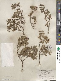 Arctostaphylos uva-ursi subsp. uva-ursi image