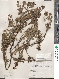 Arctostaphylos uva-ursi image