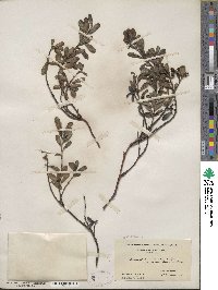 Arctostaphylos uva-ursi image