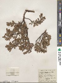 Arctostaphylos uva-ursi subsp. uva-ursi image