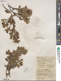 Arctostaphylos uva-ursi subsp. uva-ursi image