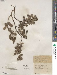 Arctostaphylos uva-ursi image