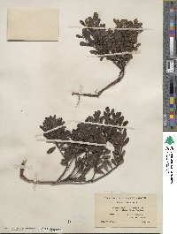 Arctostaphylos uva-ursi subsp. uva-ursi image