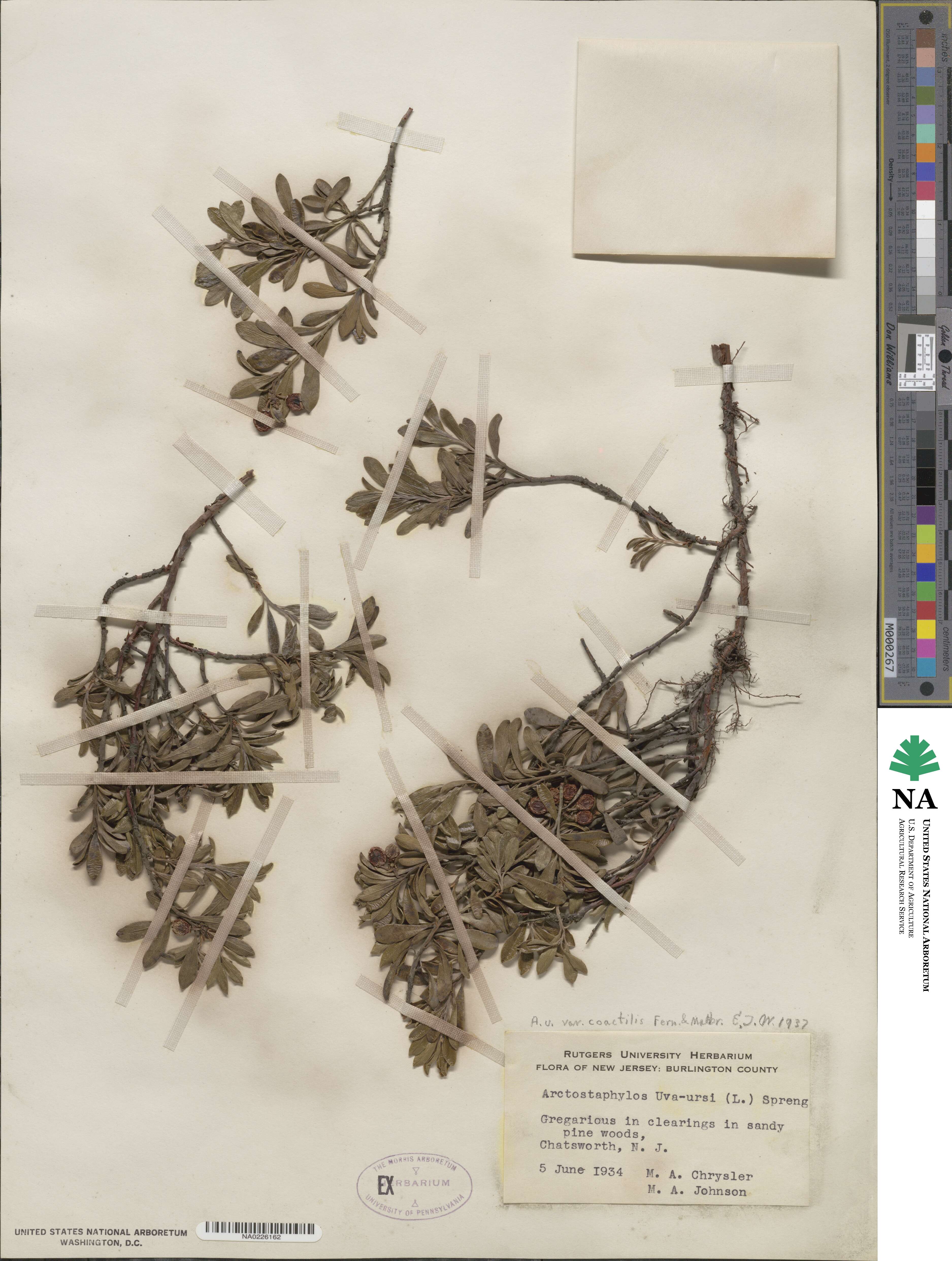 Arctostaphylos uva-ursi image