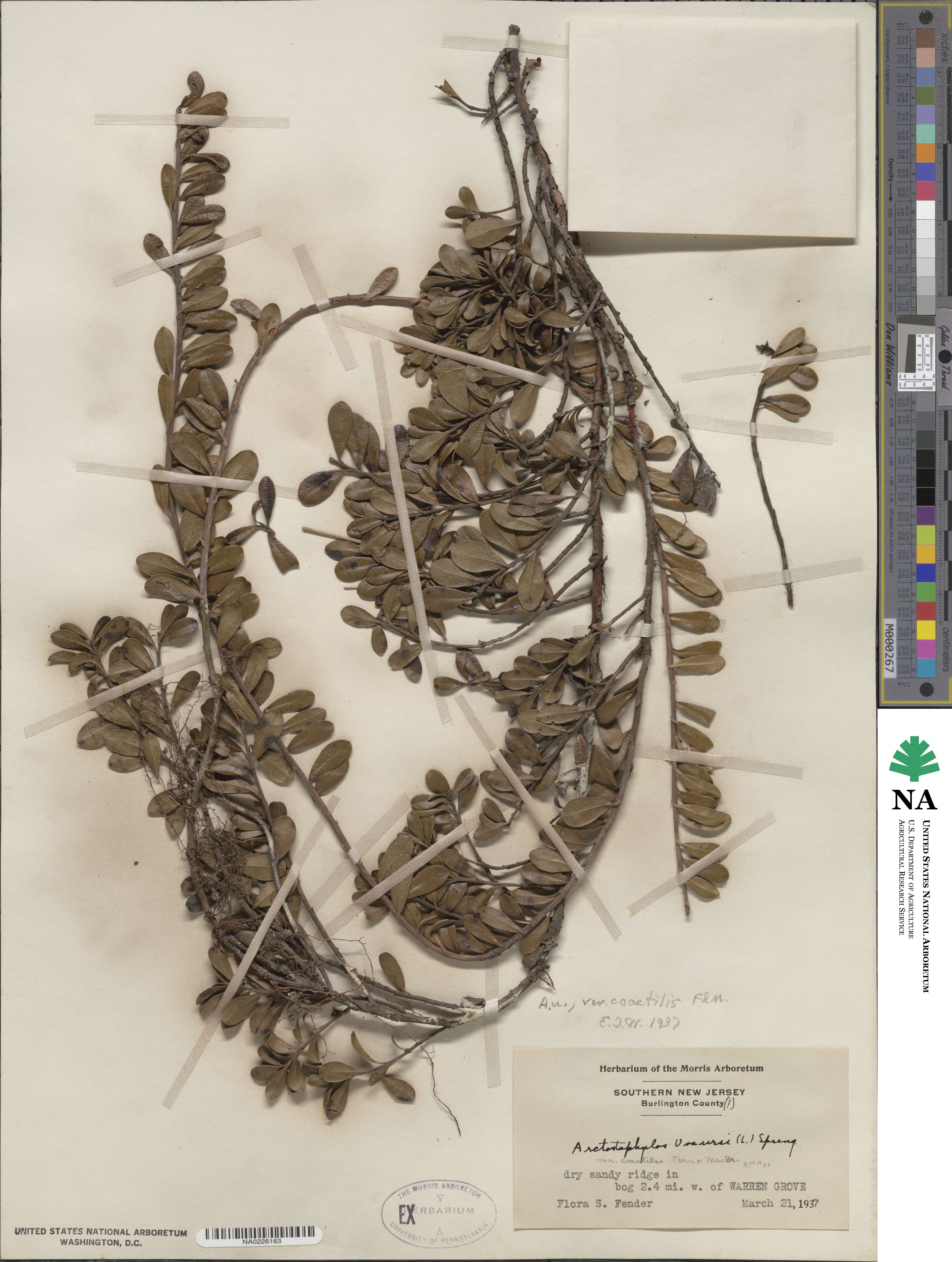 Arctostaphylos uva-ursi subsp. uva-ursi image