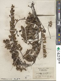 Arctostaphylos uva-ursi subsp. uva-ursi image