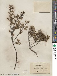 Arctostaphylos uva-ursi subsp. uva-ursi image