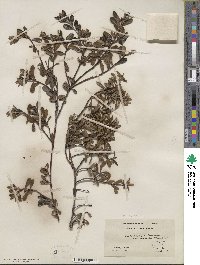 Arctostaphylos uva-ursi subsp. uva-ursi image