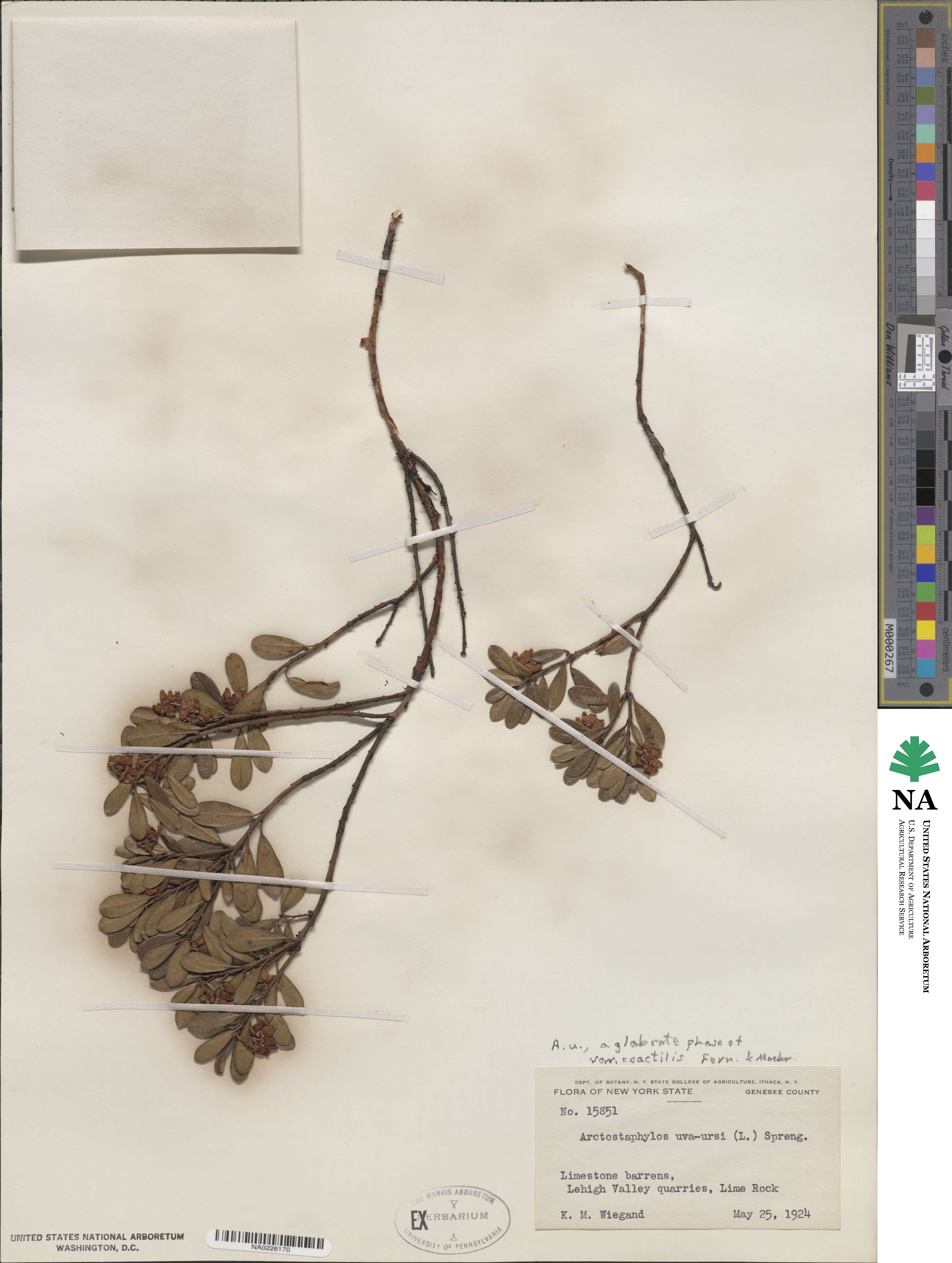 Arctostaphylos uva-ursi subsp. uva-ursi image