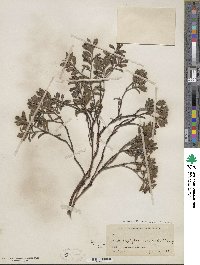 Arctostaphylos uva-ursi image