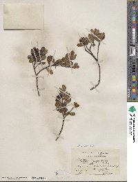 Arctostaphylos uva-ursi subsp. uva-ursi image