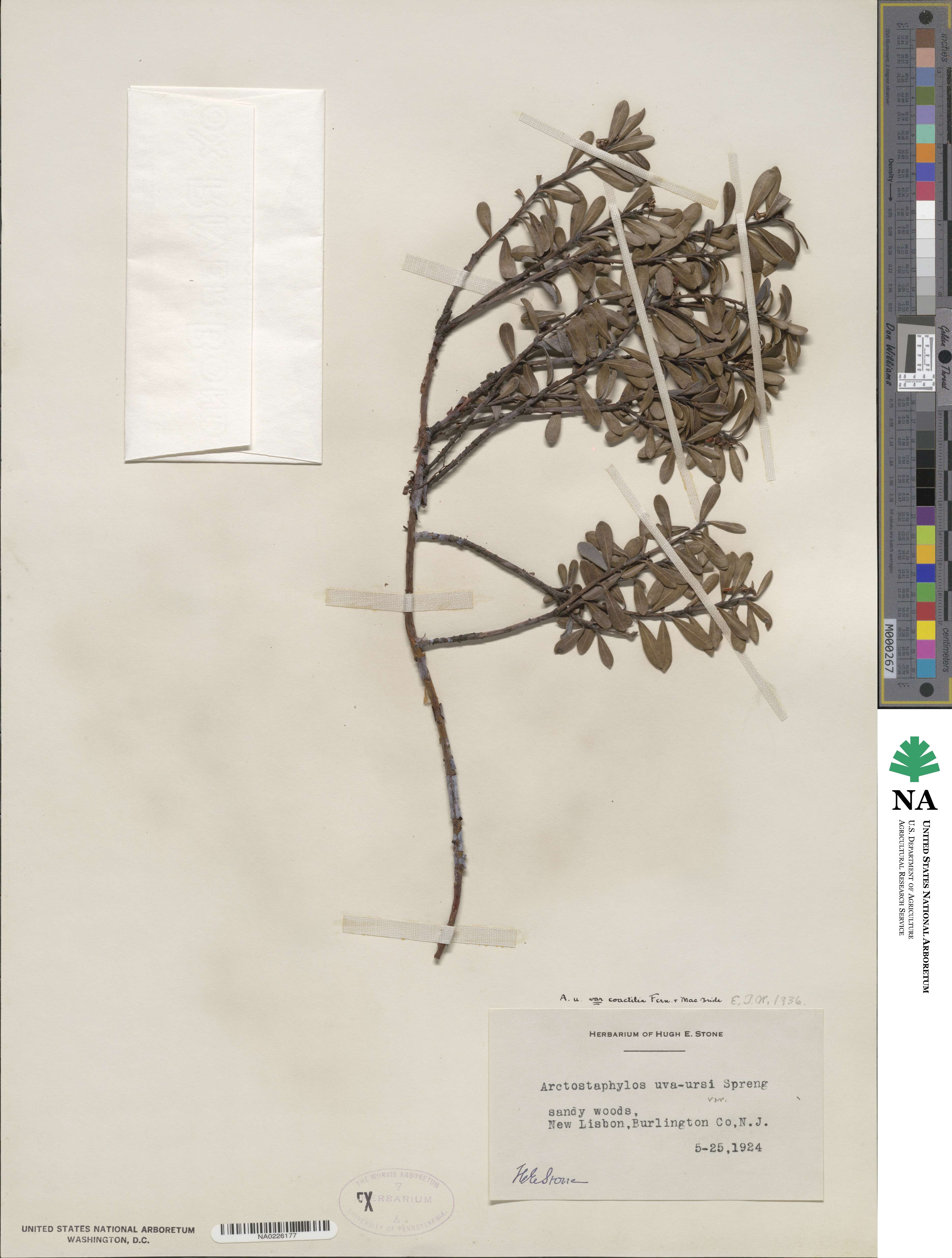 Arctostaphylos uva-ursi subsp. uva-ursi image