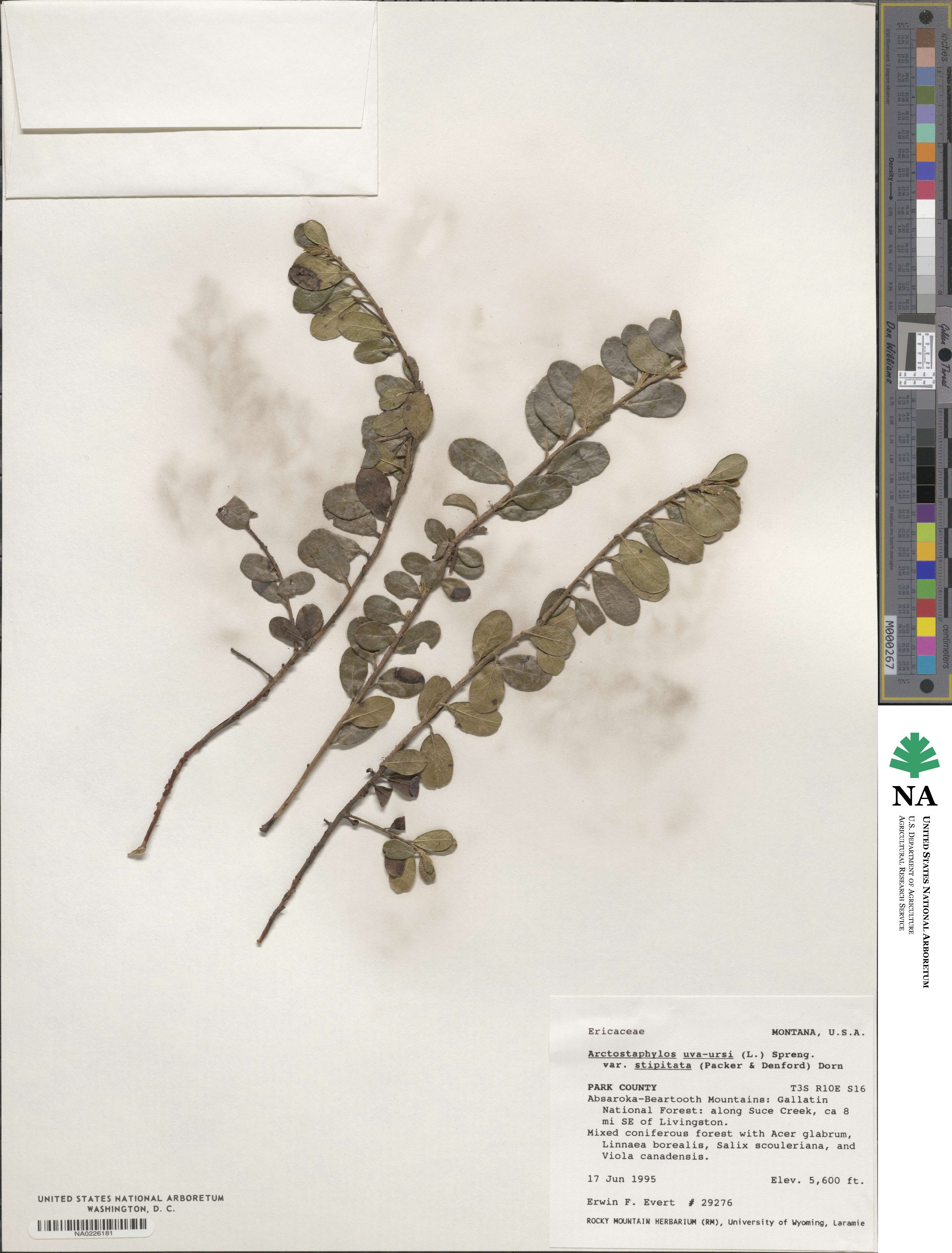 Arctostaphylos uva-ursi subsp. uva-ursi image