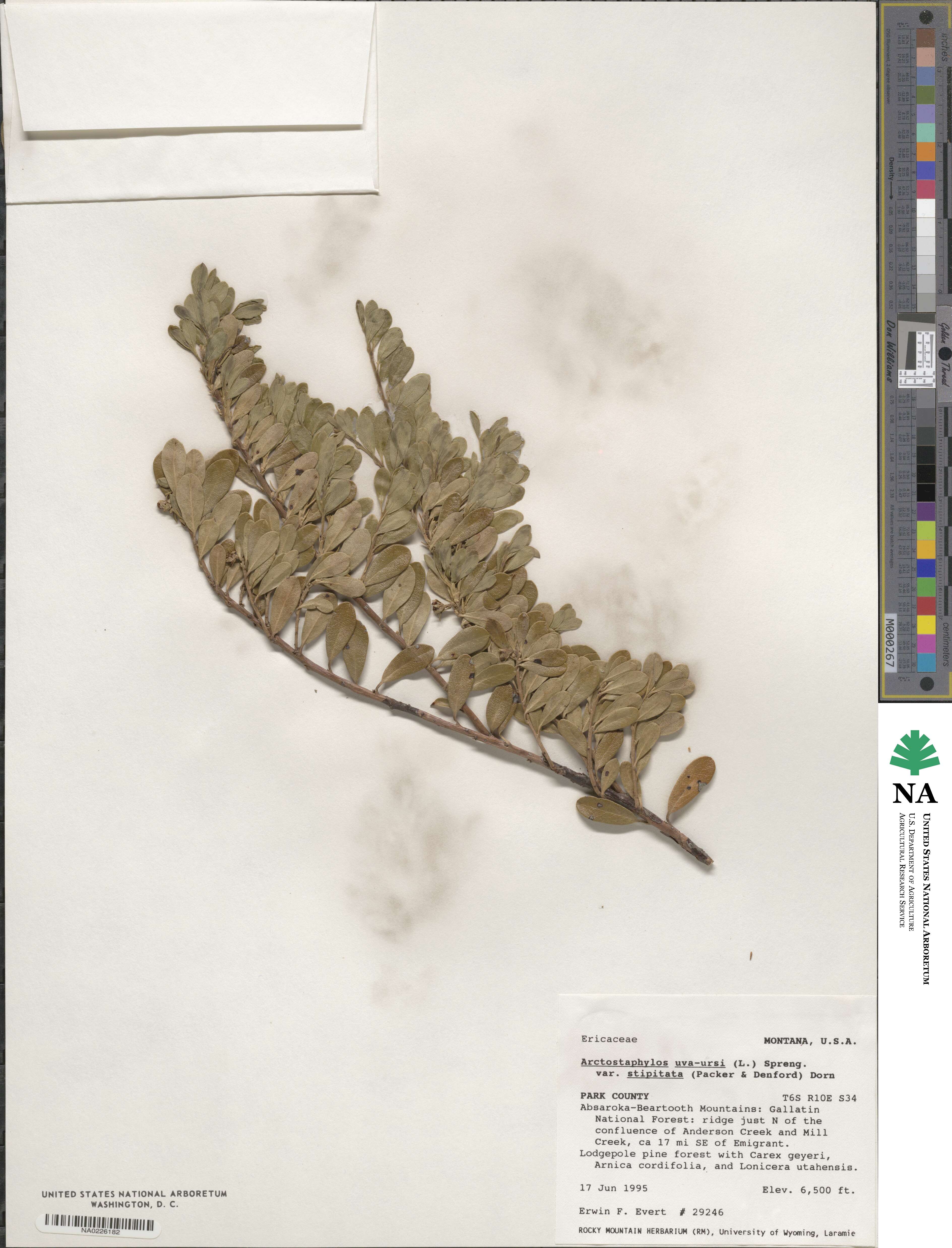 Arctostaphylos uva-ursi subsp. uva-ursi image