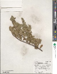 Arctostaphylos uva-ursi image