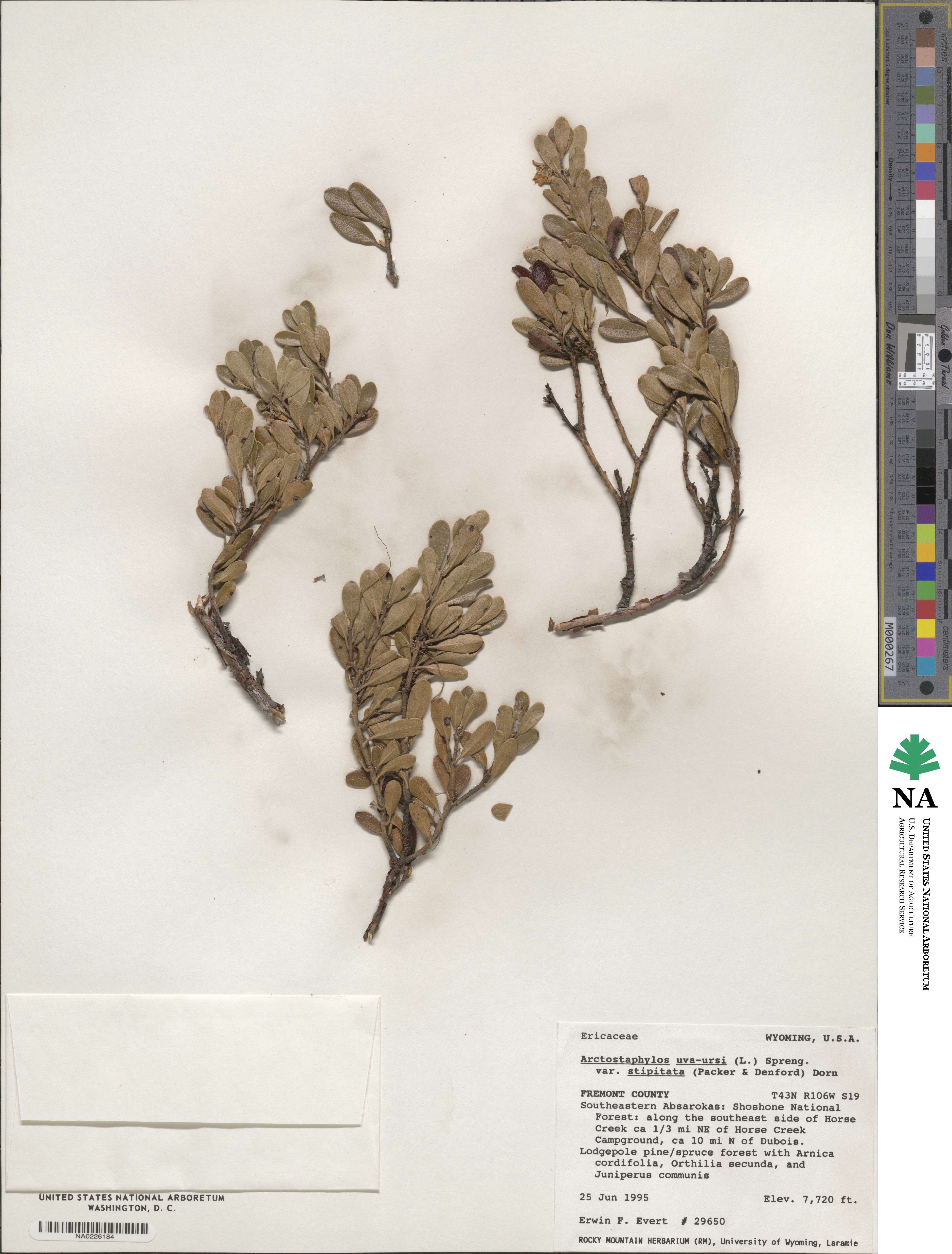 Arctostaphylos uva-ursi subsp. uva-ursi image