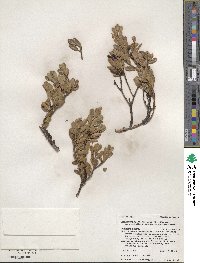 Arctostaphylos uva-ursi image