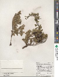 Arctostaphylos uva-ursi subsp. uva-ursi image