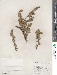 Arctostaphylos uva-ursi image