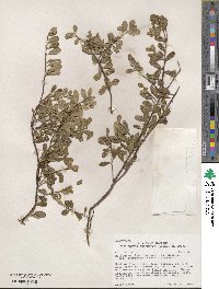 Arctostaphylos uva-ursi subsp. uva-ursi image