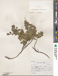 Arctostaphylos uva-ursi subsp. uva-ursi image