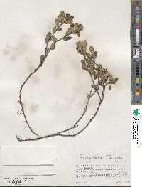 Arctostaphylos uva-ursi image