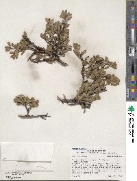 Arctostaphylos uva-ursi image